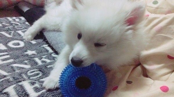 おもちゃで遊ぶ犬