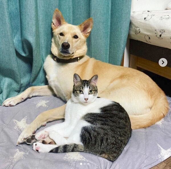 見つめるくるりちゃん、ななちゃん