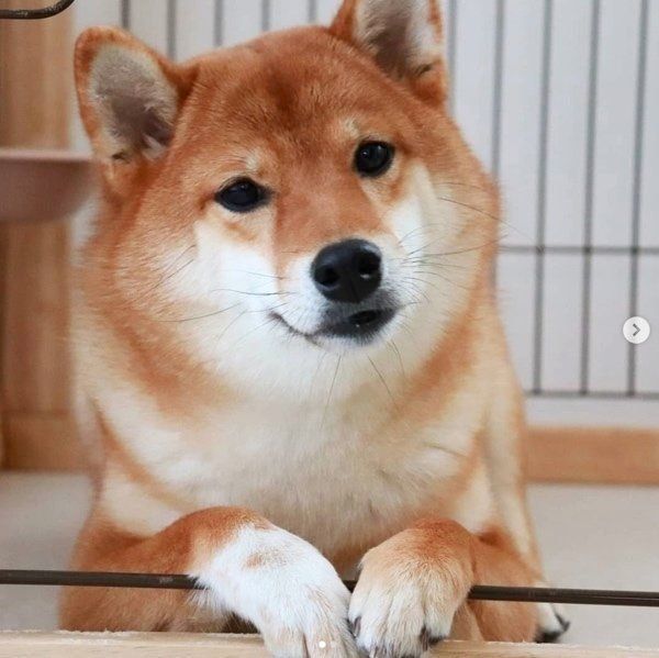 最大級のおもてなしをする柴犬