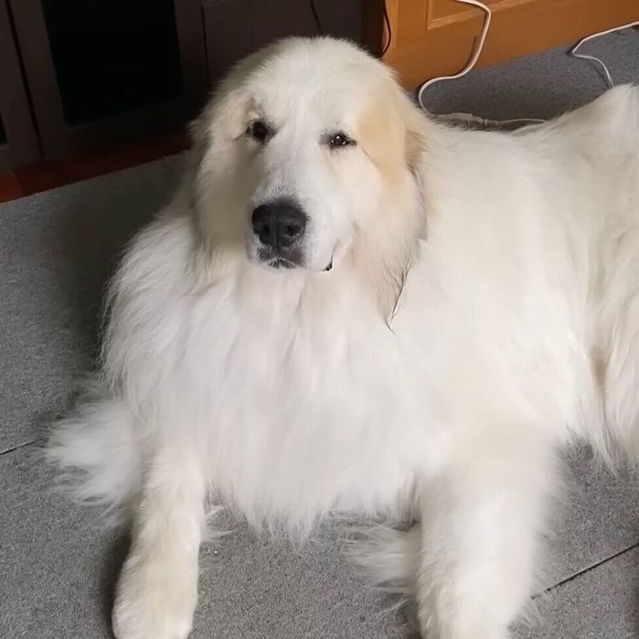 自分の部屋のようにくつろぐアラン君