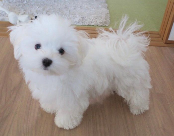 生後4カ月ごろの雪ちゃん