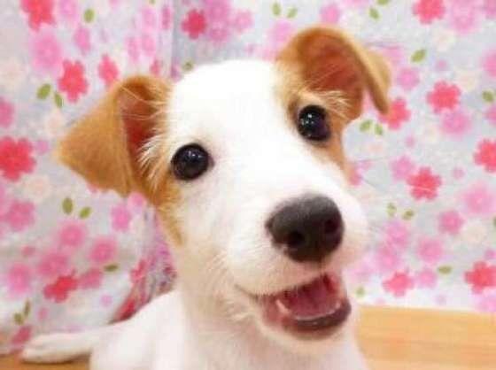 ジャック・ラッセル・テリアのチョロミーちゃん