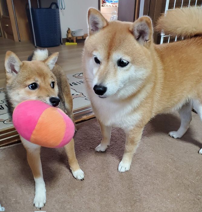 仲良しななつちゃん、ここちゃん