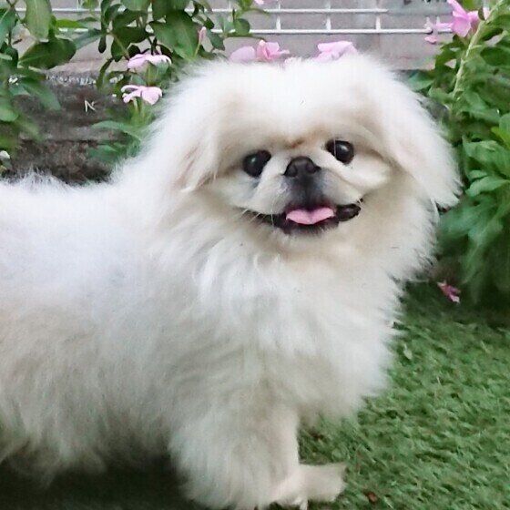 お庭で写真を撮るショウロン