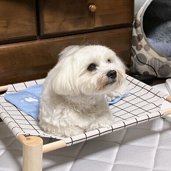 涼しそうなベッドとワンちゃん