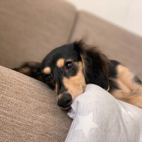 くつろぐカニーンヘン・ダックスフンド