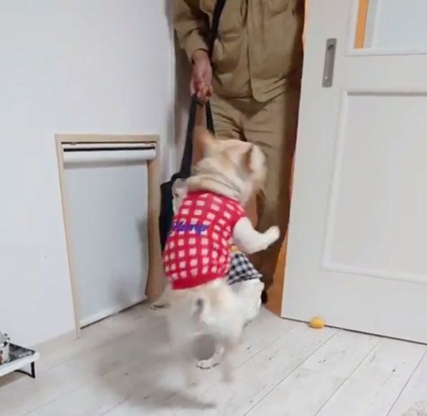 お出迎えするフレンチ・ブルドッグ