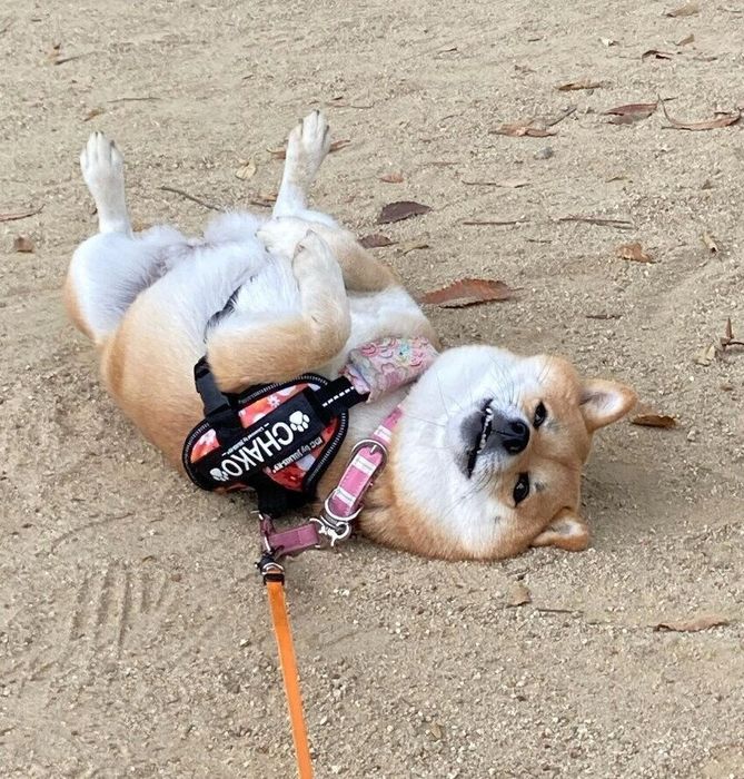 チャコちゃんの普段の散歩風景、帰りたくないよ〜