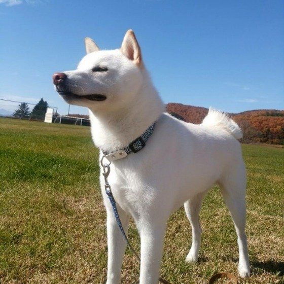 青空と真っ白な柴犬