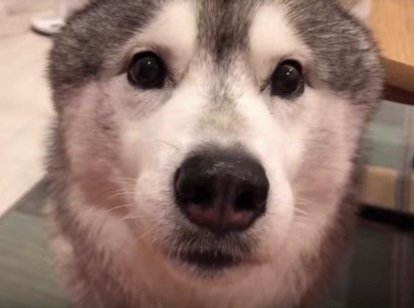 シベリアン・ハスキー