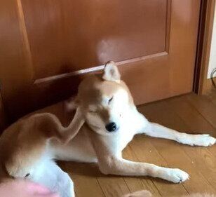 耳かき中の柴犬