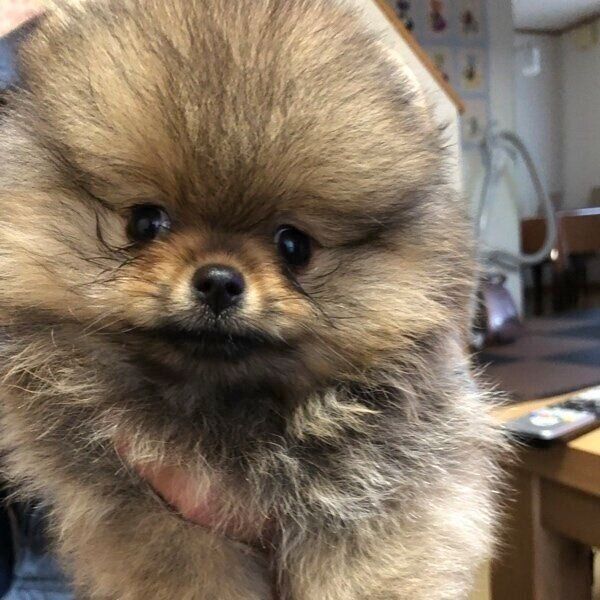 生後2カ月くらいのめろんちゃん