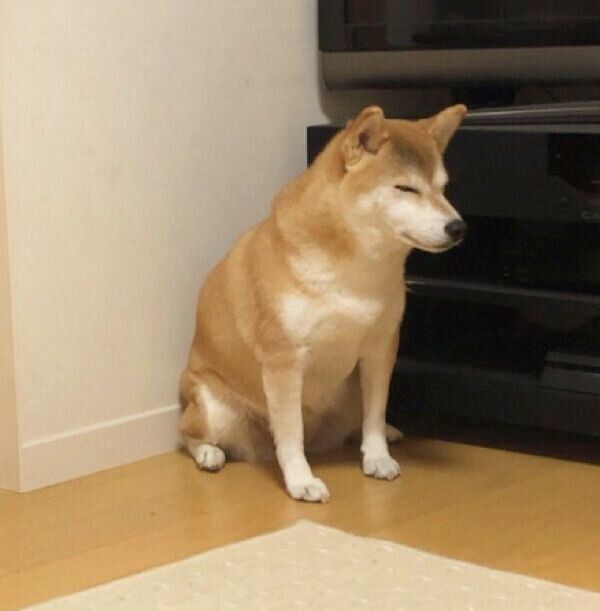 隅っこに座るももちゃん