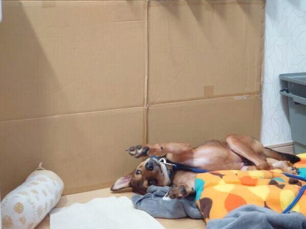 くつろぐ小次郎くん