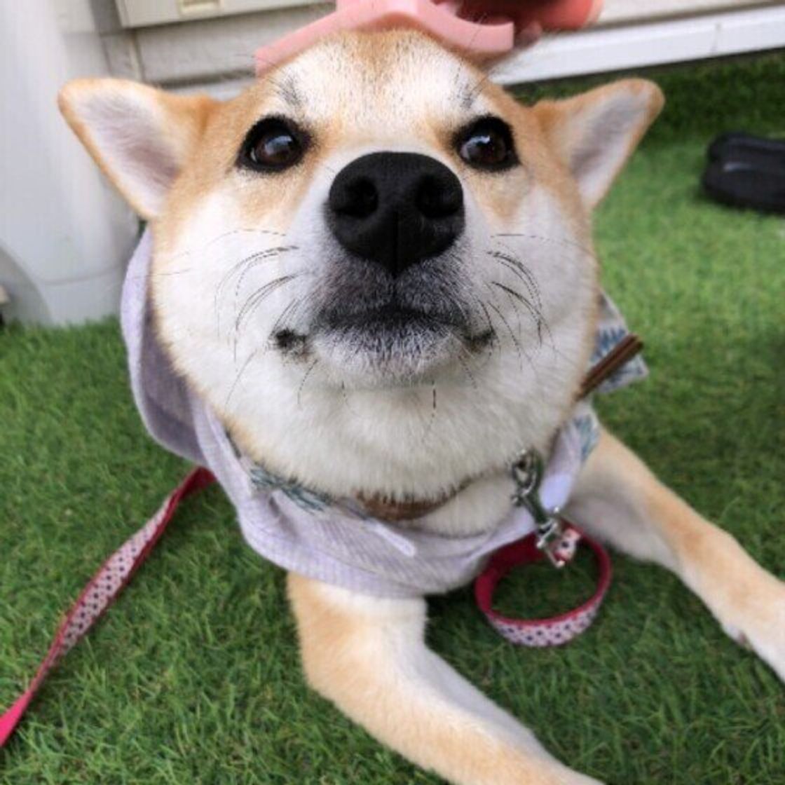 ケガにもつながる Ngブラッシング に注意 犬の換毛期に特に気を付けたいこと いぬのきもちweb Magazine ケガにもつながる Ngブラッシング に注意 犬の換毛期に特に気を付けたいこと いぬのきもちweb Magazine