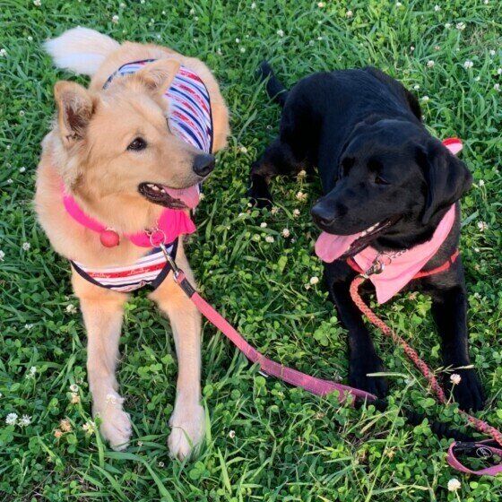 かわいい犬たち