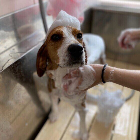 ビーグルのベルちゃん