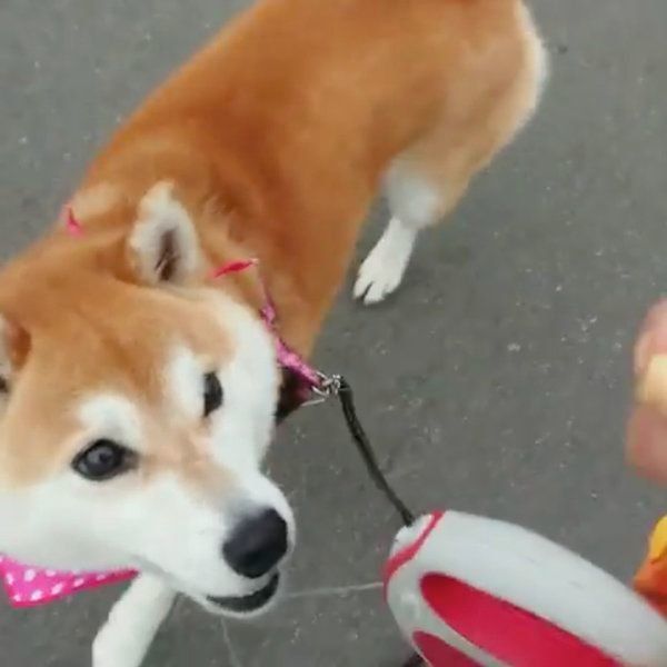 お散歩する柴犬