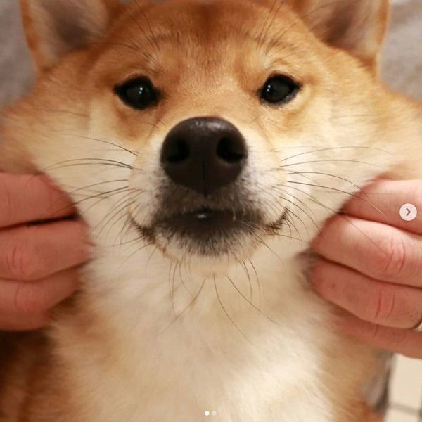 お顔がぷにぷにの柴犬