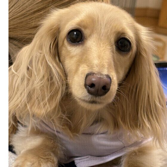 犬が心を許した人だけに見せるしぐさとは？ 犬が表現しているしぐさと心理 いぬのきもち