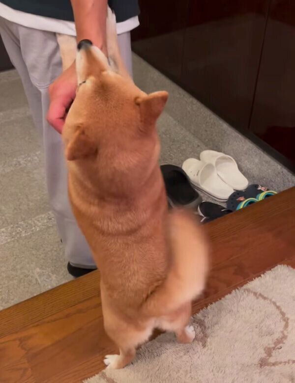 帰宅したパパさんを出迎えるマメちゃん