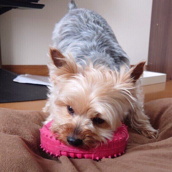 ヨークシャー・テリアのたくくん