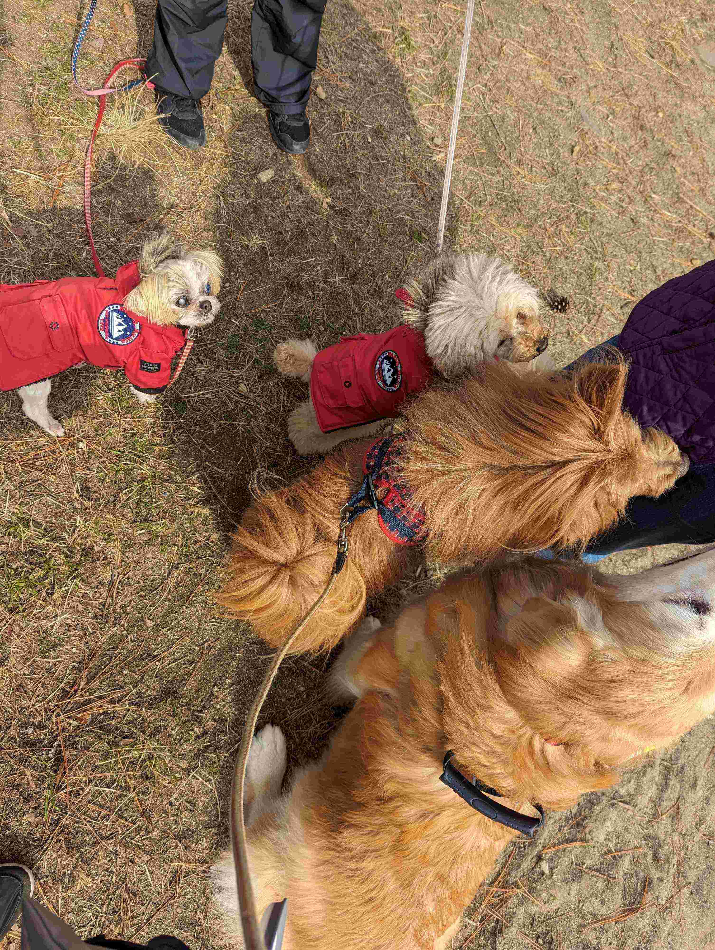 おやつを求める犬たちの写真