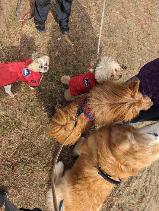 おやつを求める犬たちの写真