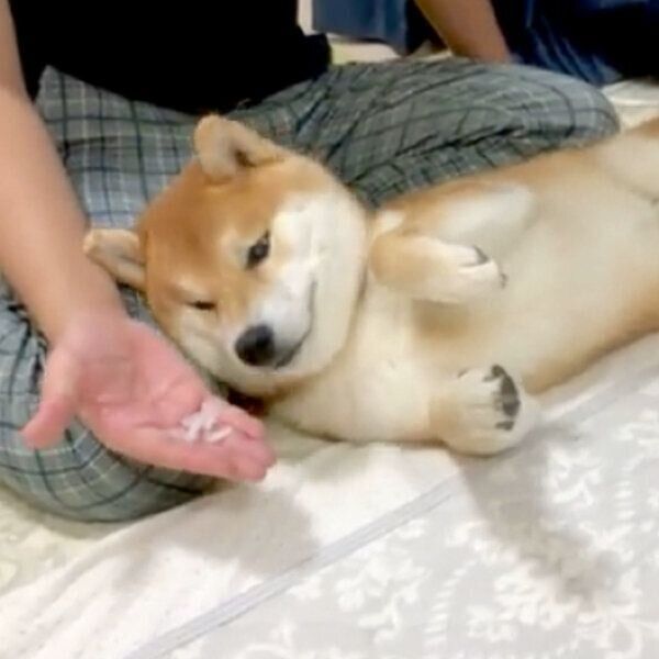 イタズラの証拠を突きつけられたこむぎくん