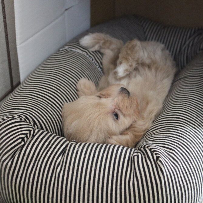 もうすぐ生後2カ月の子犬