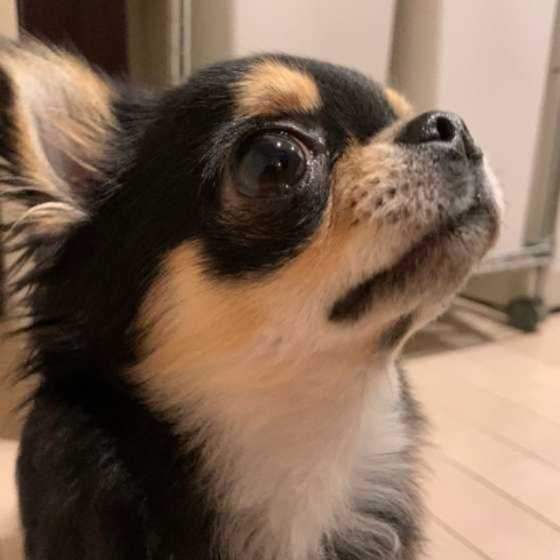 意外に大事な 犬のおやつ 1日の量やあげたいシーンを改めて知っておこう いぬのきもちweb Magazine 意外に大事な 犬のおやつ 1日の量やあげたいシーンを改めて知っておこう いぬのきもちweb Magazine