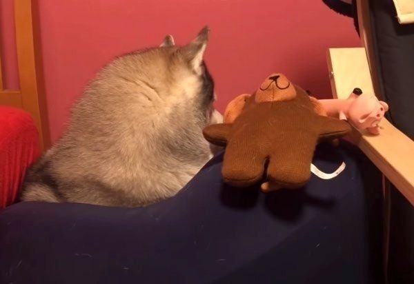 シベリアン・ハスキーの文太くん