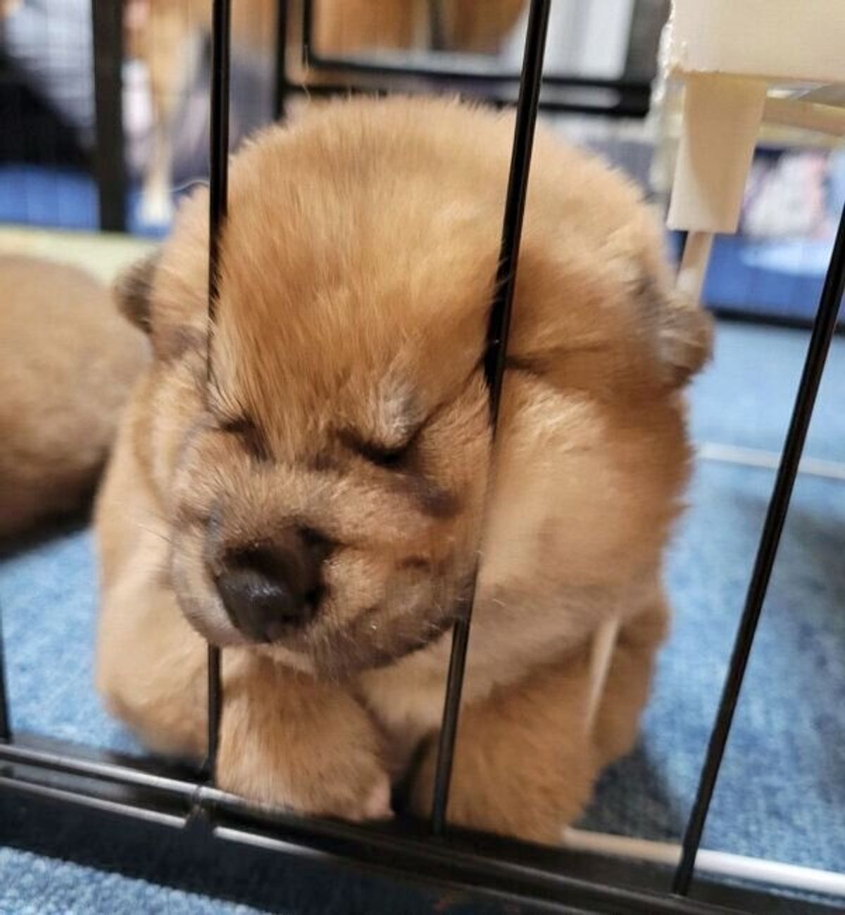 なぜそこで という場所で眠る柴の子犬 ブサカワ な寝顔に癒される人続出 いぬのきもちweb Magazine なぜそこで という場所で眠る柴の子犬 ブサカワ な寝顔に癒される人続出 いぬのきもちweb Magazine