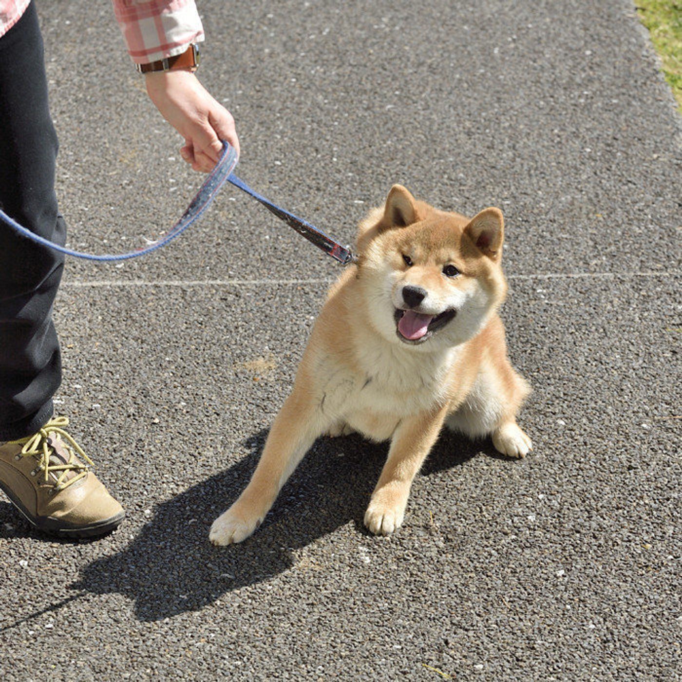愛犬が散歩を嫌がる 今日からできる散歩嫌い克服方法をご紹介 いぬのきもちweb Magazine 愛犬が散歩を嫌がる 今日からできる散歩嫌い克服方法をご紹介 いぬのきもちweb Magazine