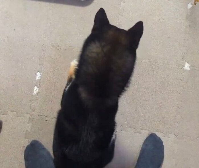 飼い主さんの足元へちょこんとオスワリ