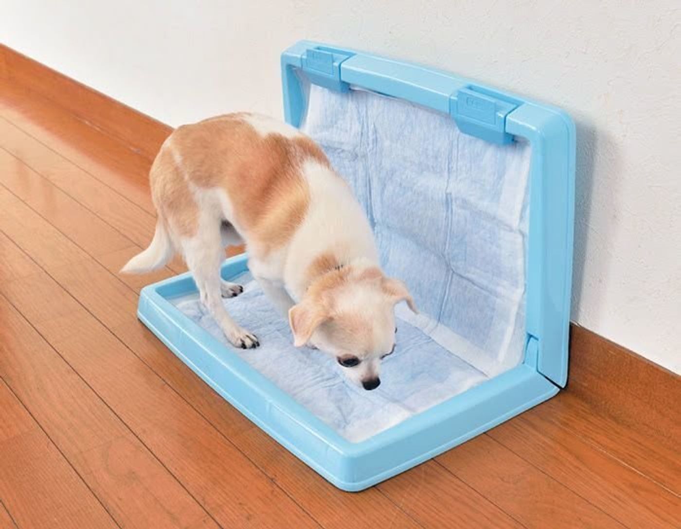 Paj2aqdqsh Dnm Paj2aqdqsh Dnm