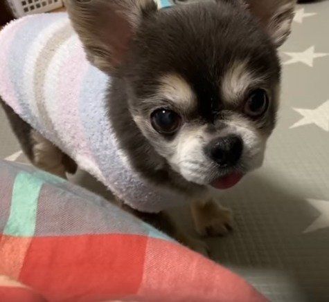 チワワ　ラズおじさん