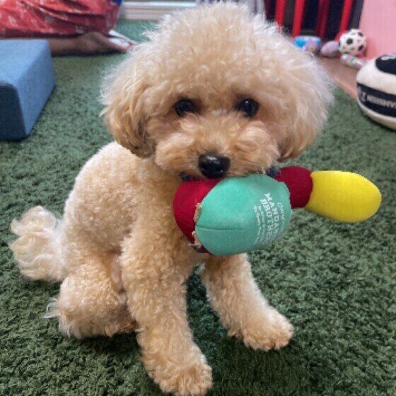 トイ・プードルの麻呂蘇ちゃん