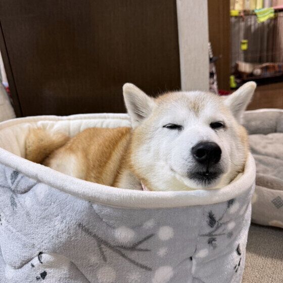 あったかそうなベッドでお昼寝中の柴犬