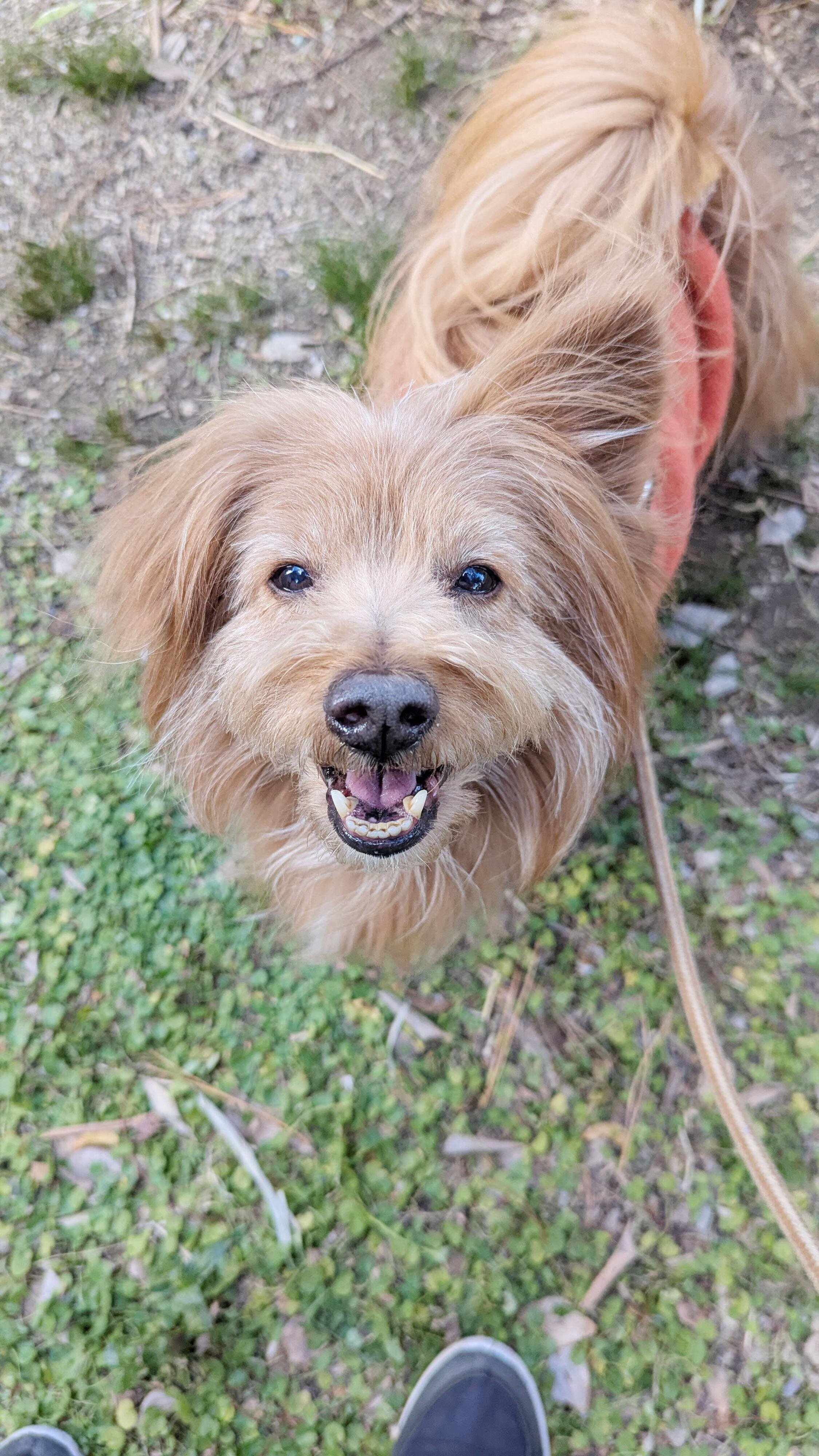 えへへという笑顔の犬