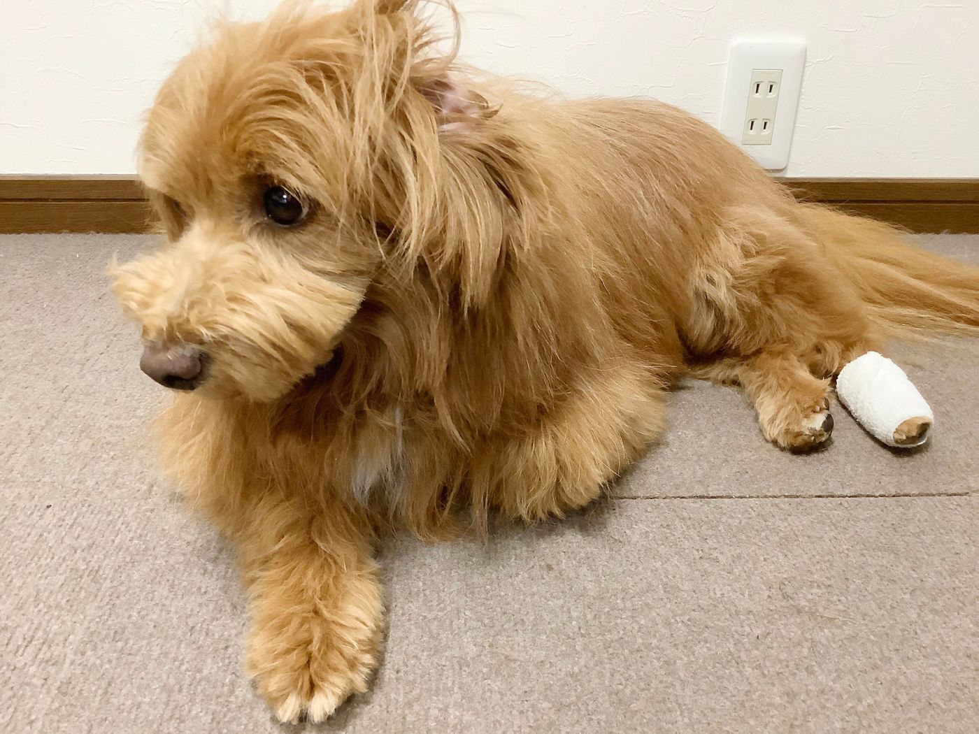 包帯は効果ある 肉球近くの炎症を舐めさせないための解決策は 連載 こぐま犬てんすけ Vol 116 いぬのきもちweb Magazine 包帯は効果ある 肉球近くの炎症を舐めさせないための解決策は 連載 こぐま犬てんすけ Vol 116 いぬのきもちweb Magazine