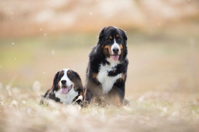 逆光で撮影した場合