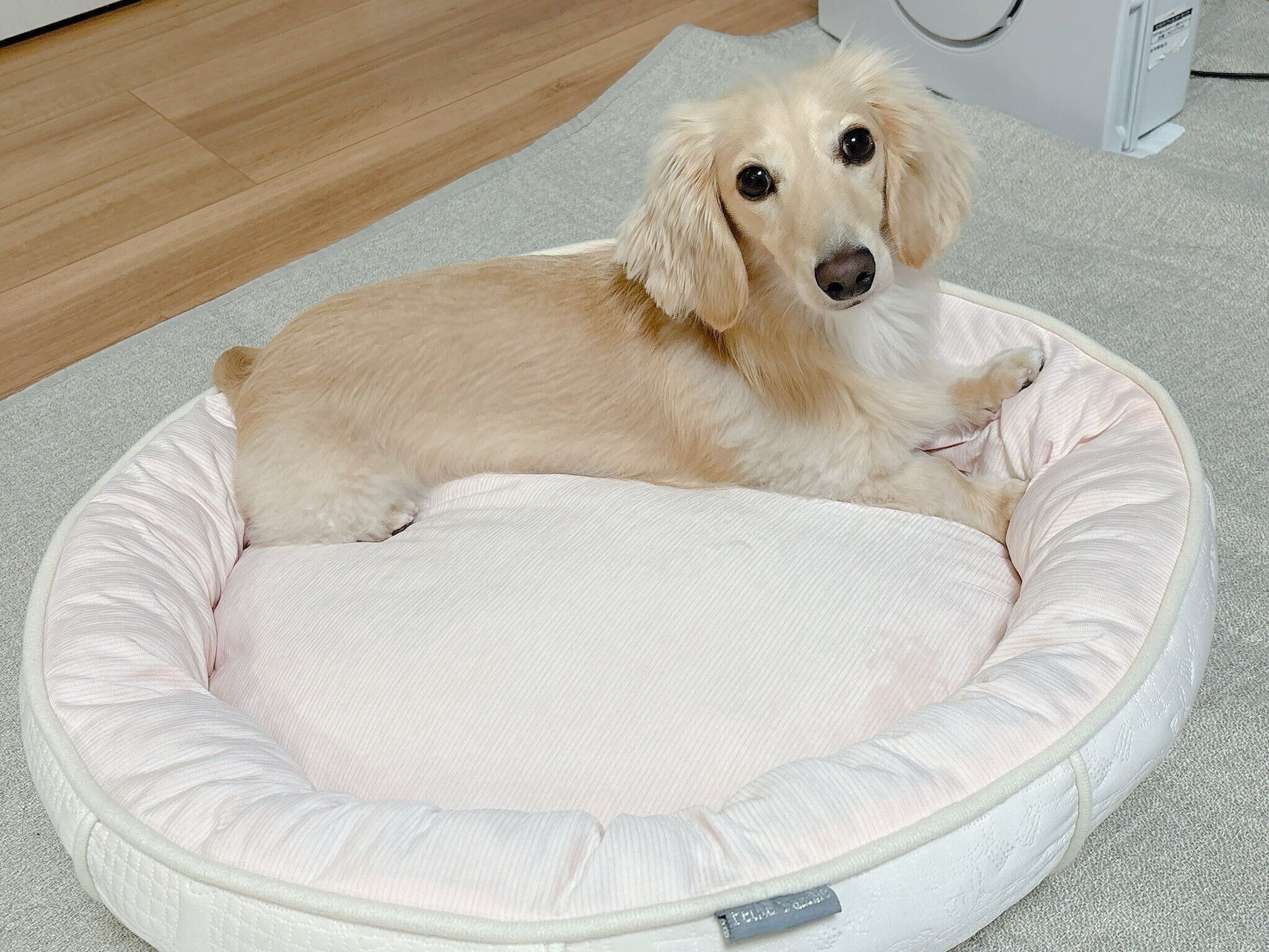 かまってほしいときはクーンといった鳴き声でアピールすることも