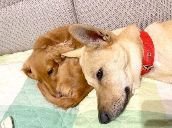 寄り添うりくちゃんとらむちゃん