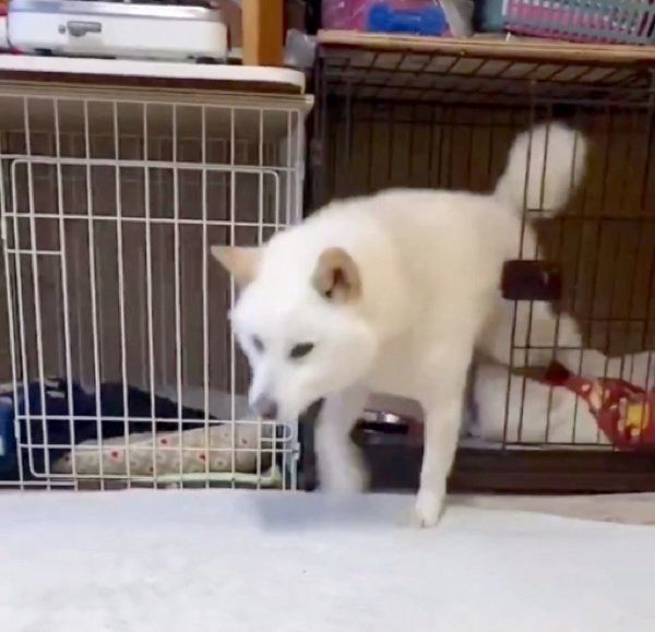 父ちゃんのもとに駆け寄るQ太郎くん