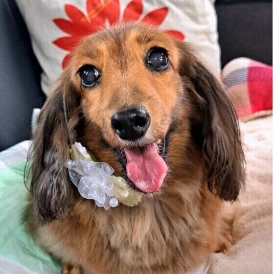 犬に話しかけるとどんなメリットがある？ 愛犬と信頼関係を築く話し方とは いぬのきもち