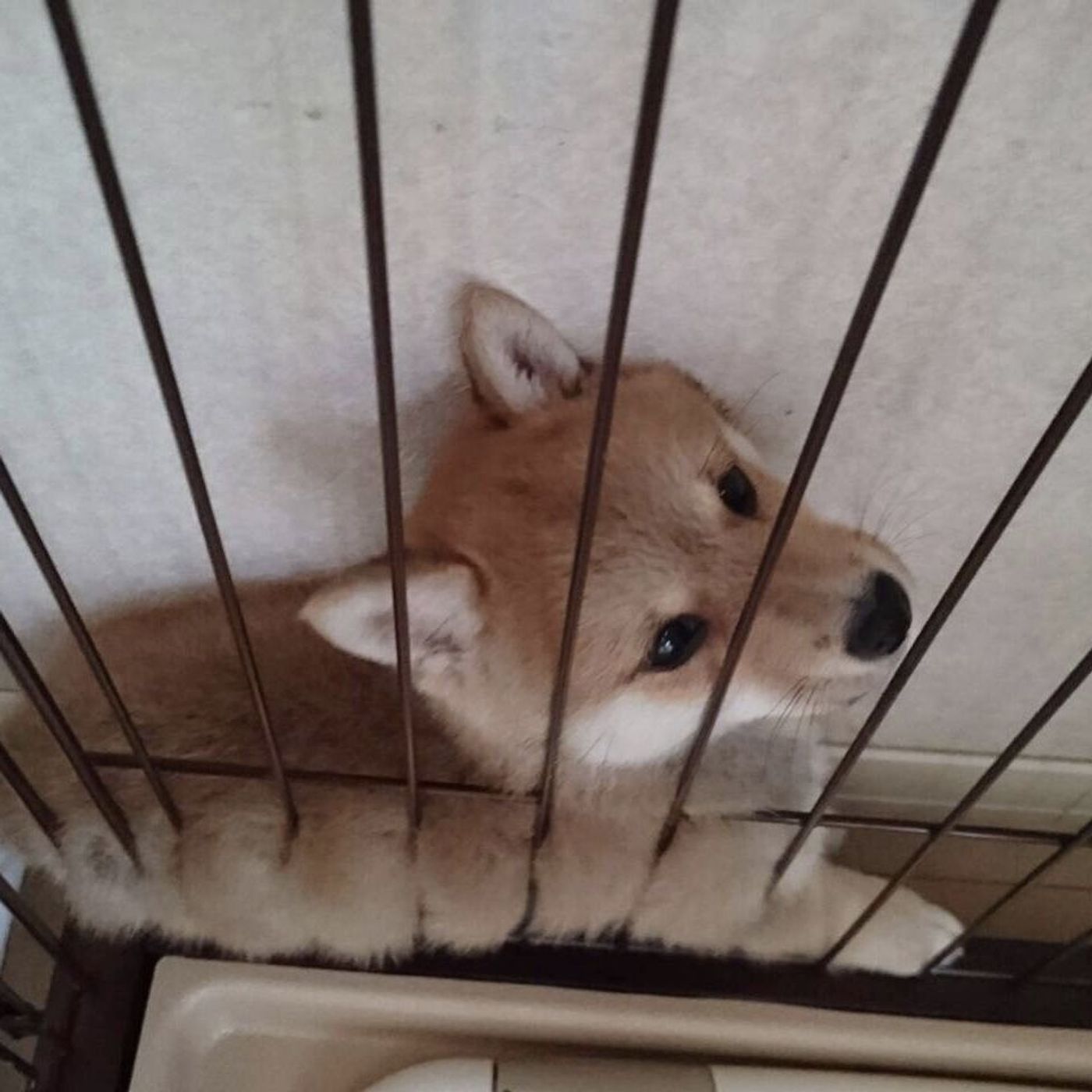 笑える画像付き 狭い場所にはまり込む犬たちの理由に迫る いぬのきもちweb Magazine 笑える画像付き 狭い場所にはまり込む犬たちの理由に迫る いぬのきもちweb Magazine
