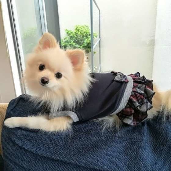 かわいい洋服を着た犬