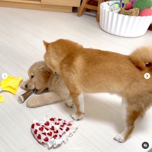 おからちゃんのことを気にかけるうにくん