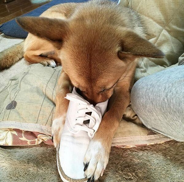 靴のニオイを嗅ぐこむぎちゃん